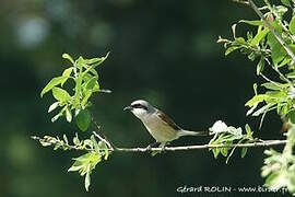 Red-backed Shrike