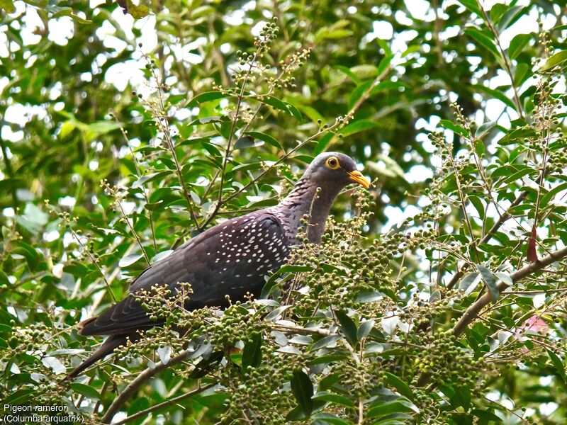 African Olive Pigeon