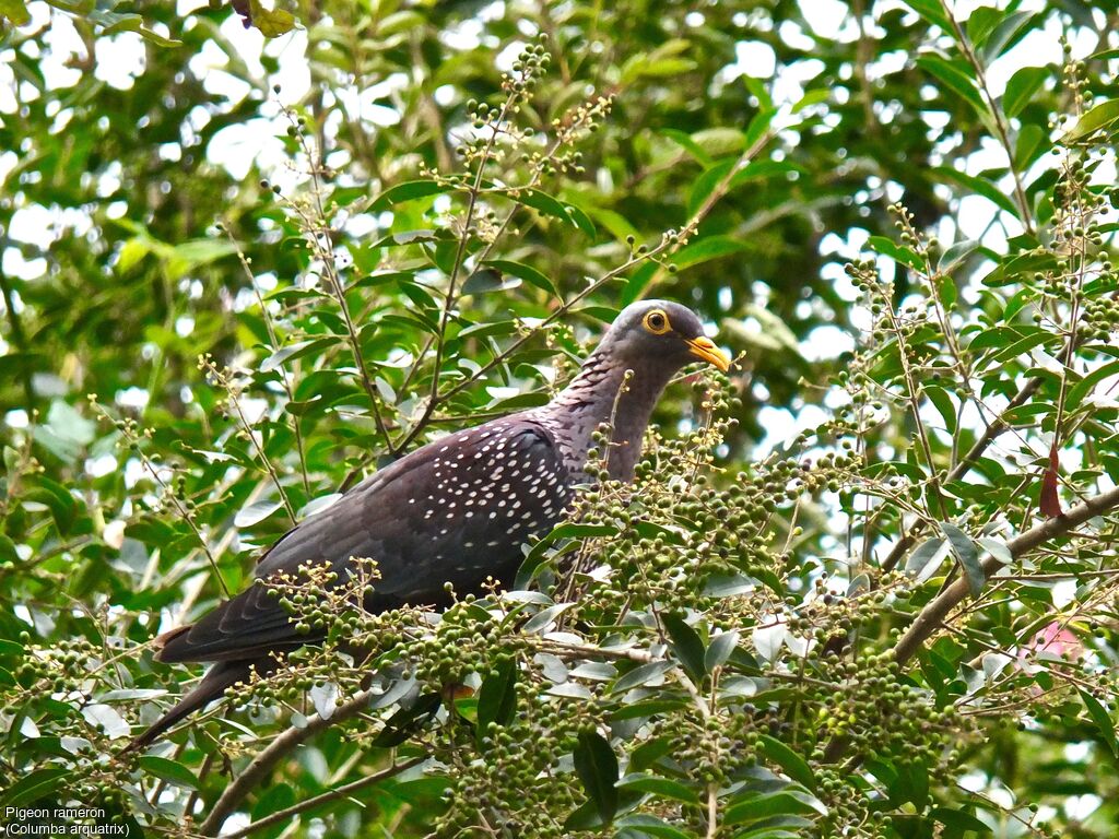 African Olive Pigeon