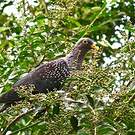 Pigeon rameron
