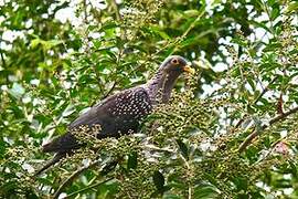 African Olive Pigeon