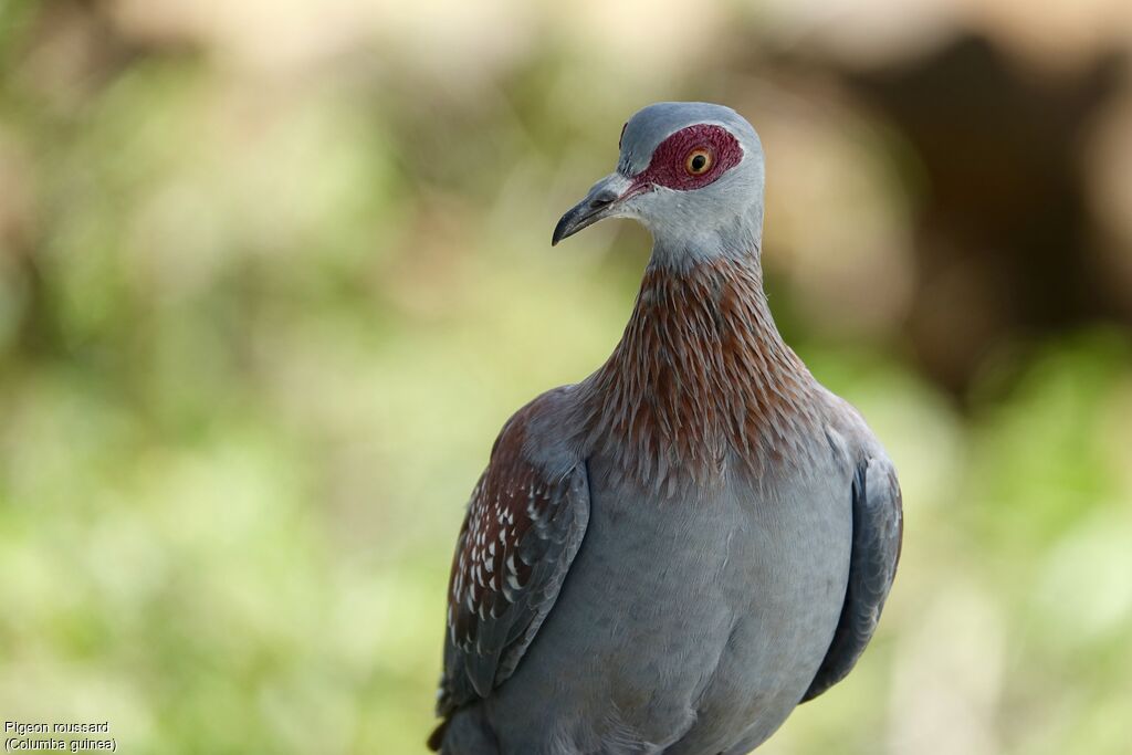 Speckled Pigeon