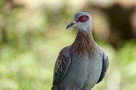 Pigeon roussard