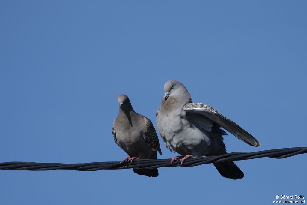 Pigeon tigré