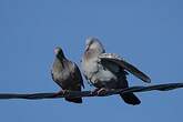 Pigeon tigré