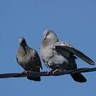 Pigeon tigré