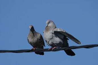 Pigeon tigré