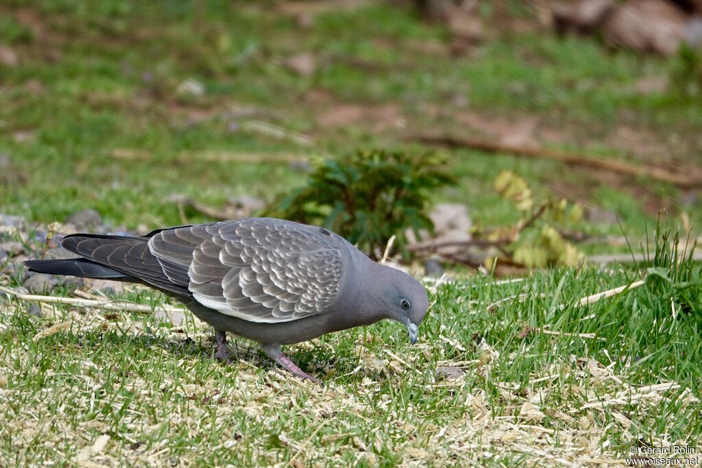 Spot-winged Pigeon