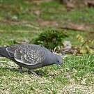Pigeon tigré