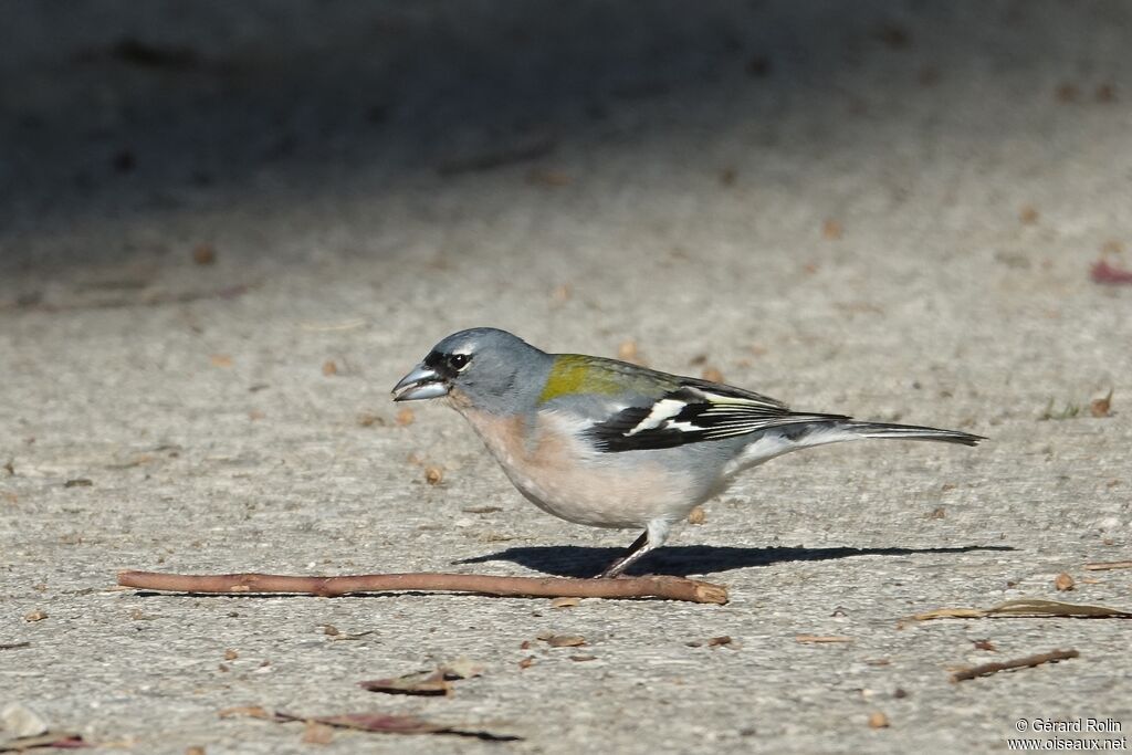 Common Chaffinch