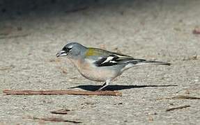 Eurasian Chaffinch