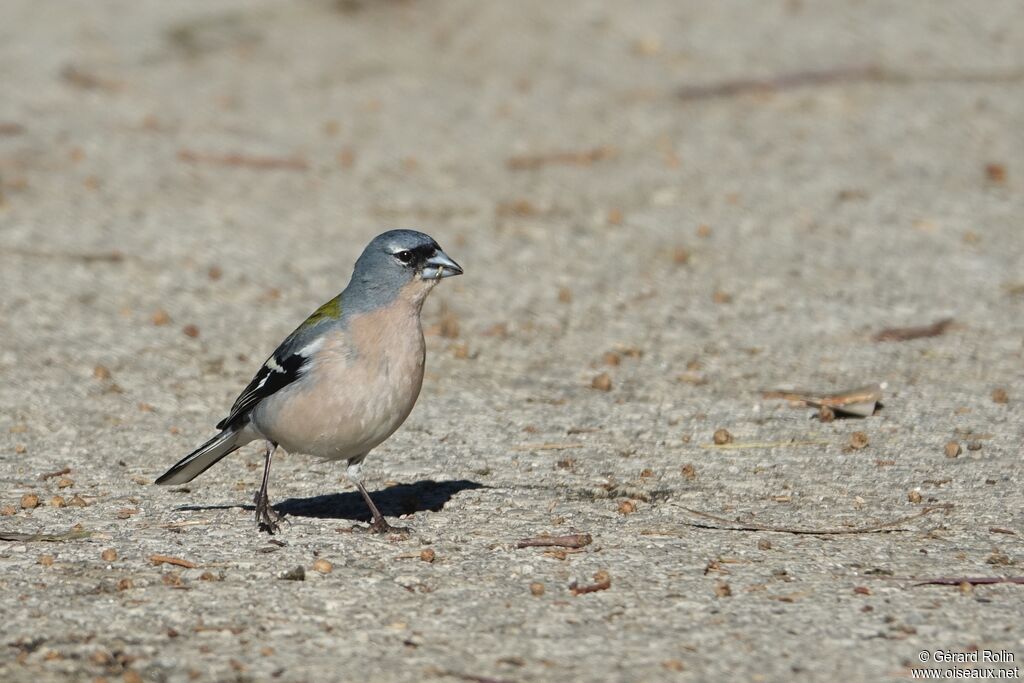 Common Chaffinch male