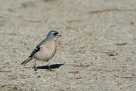 Common Chaffinch