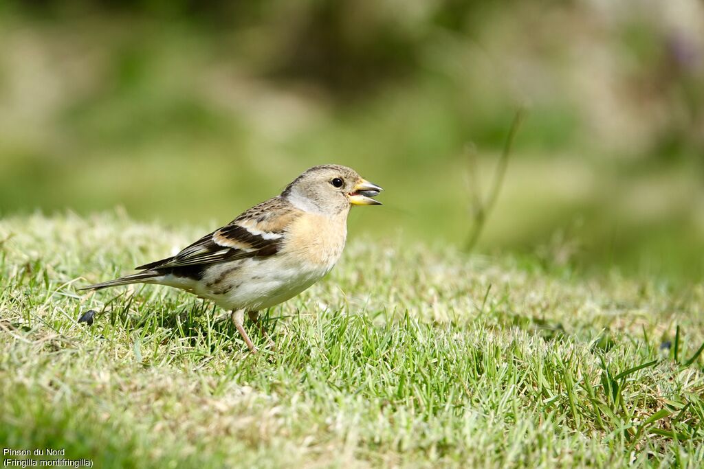 Brambling female