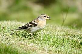 Brambling