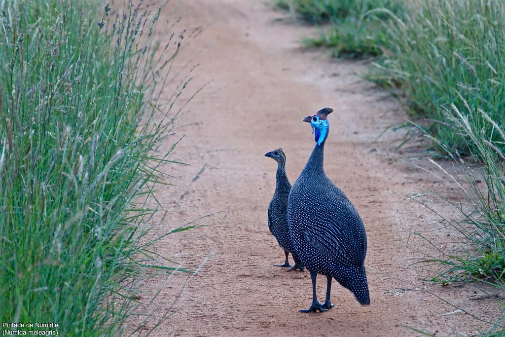 Helmeted Guineafowl