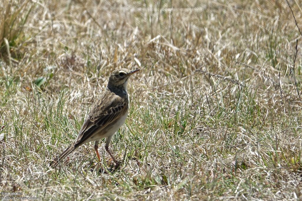 Pipit africain