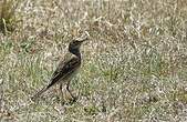 Pipit africain