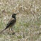 Pipit africain