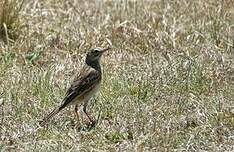 Pipit africain