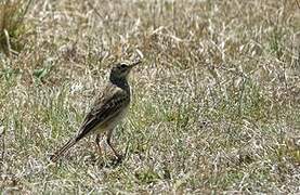 African Pipit