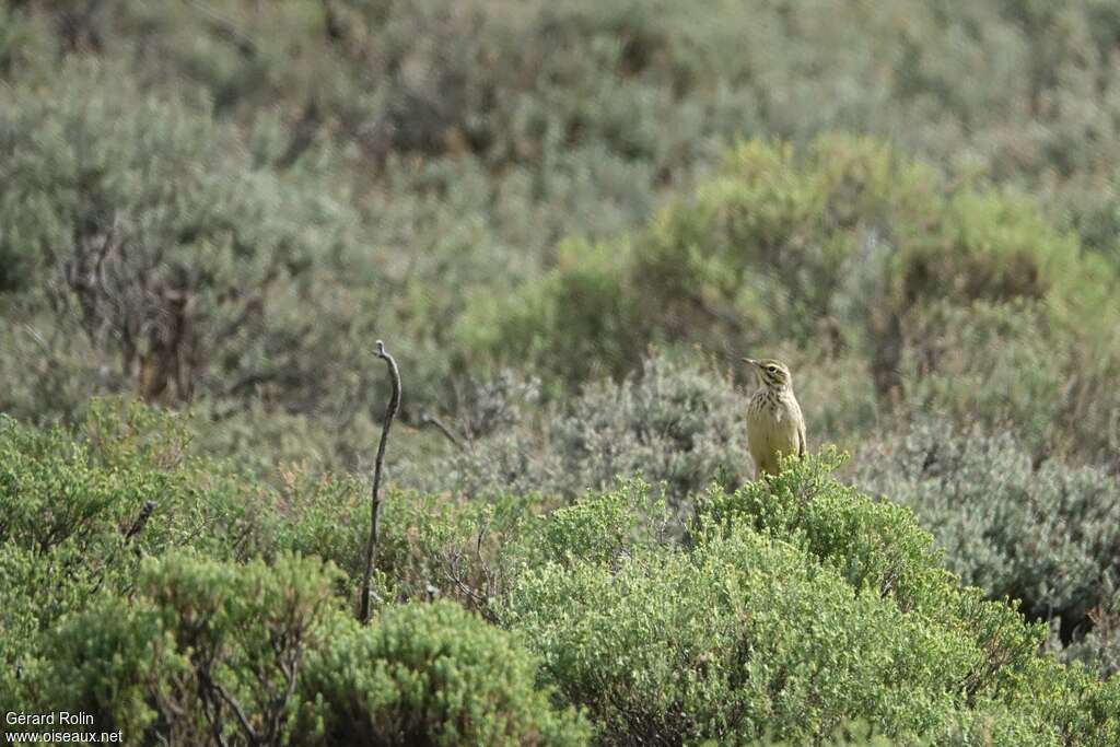 Mountain Pipitadult, habitat