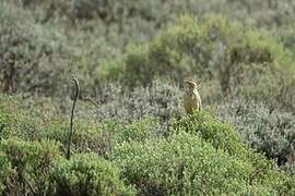 Mountain Pipit