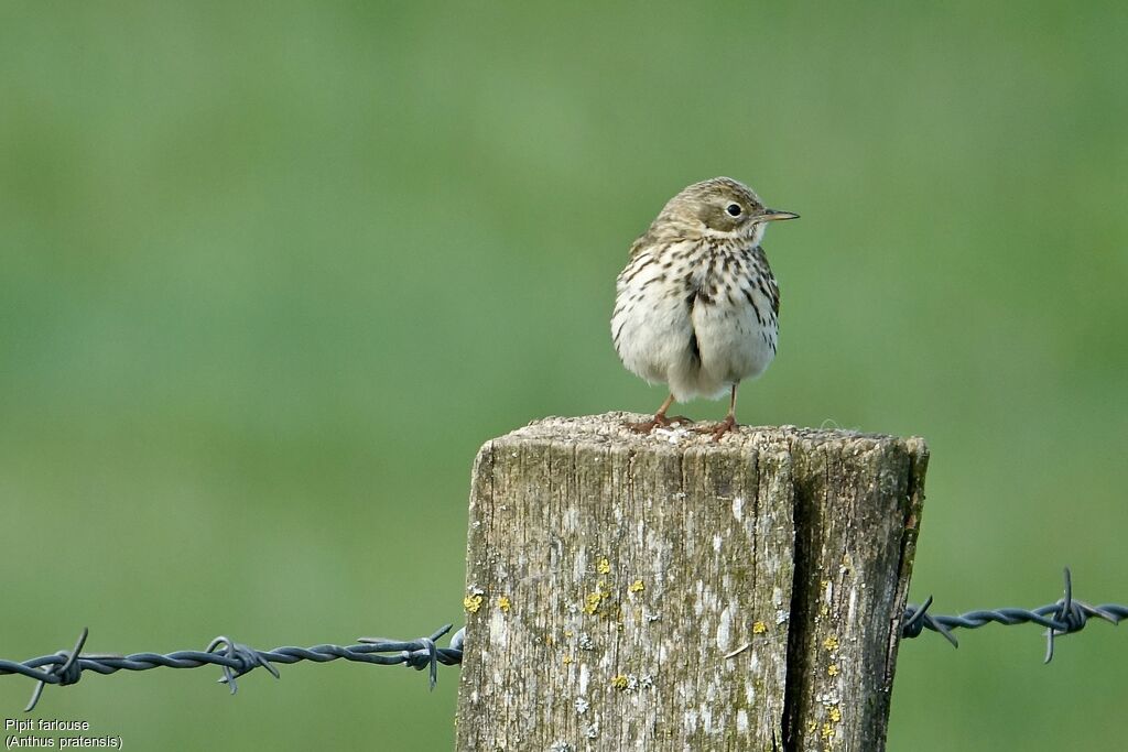 Pipit farlouse