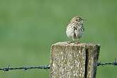 Pipit farlouse