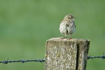 Pipit farlouse