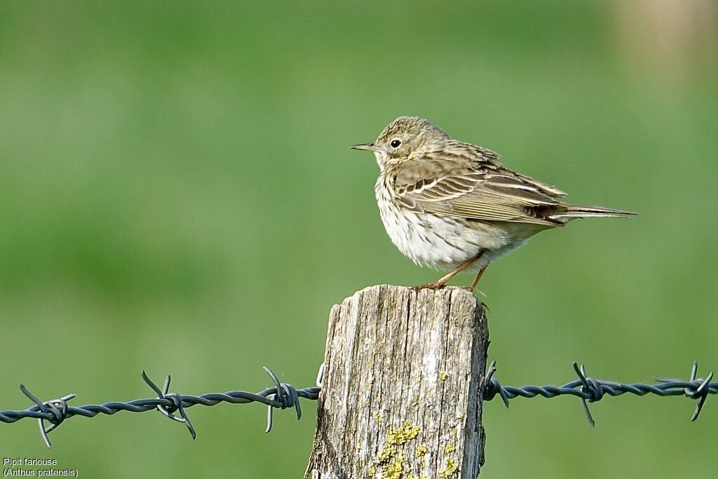 Pipit farlouse