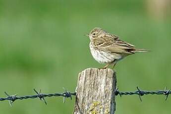 Pipit farlouse