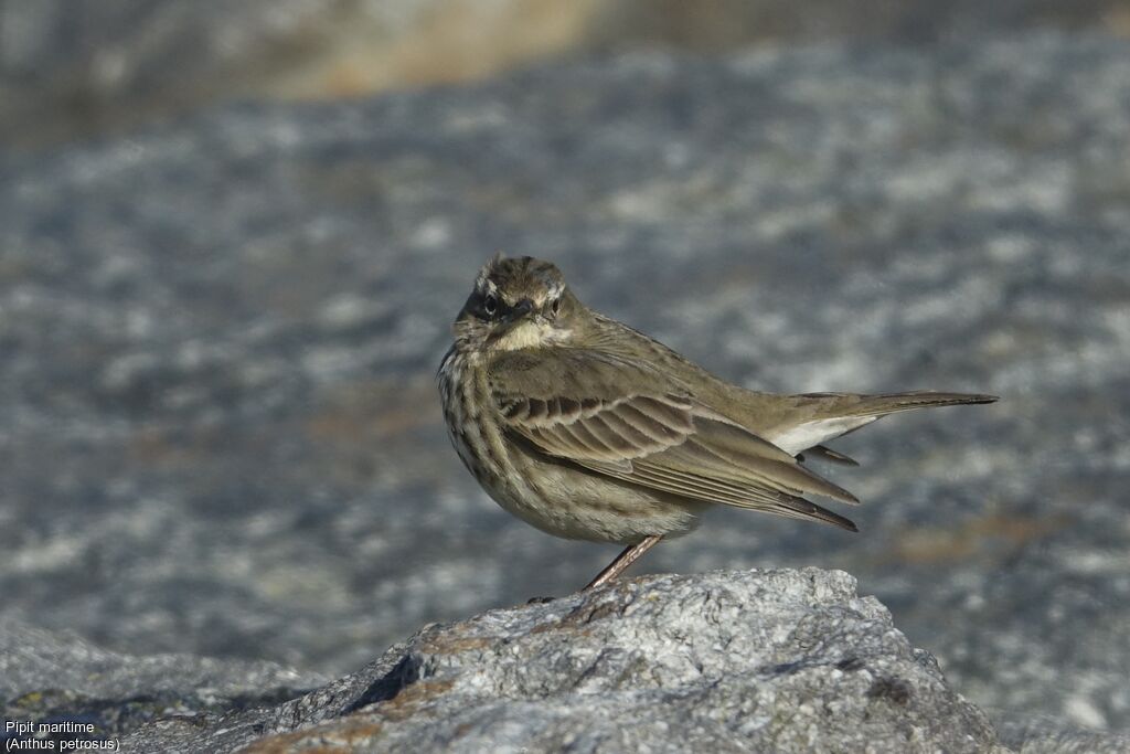 Eurasian Rock Pipit