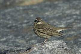 Eurasian Rock Pipit