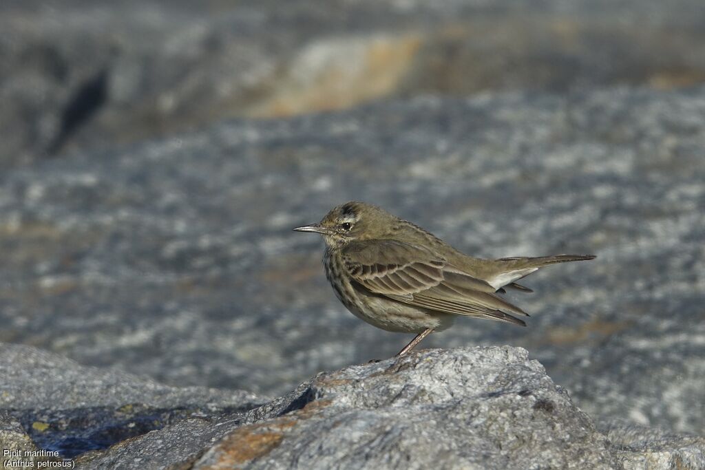 Eurasian Rock Pipit