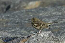 European Rock Pipit