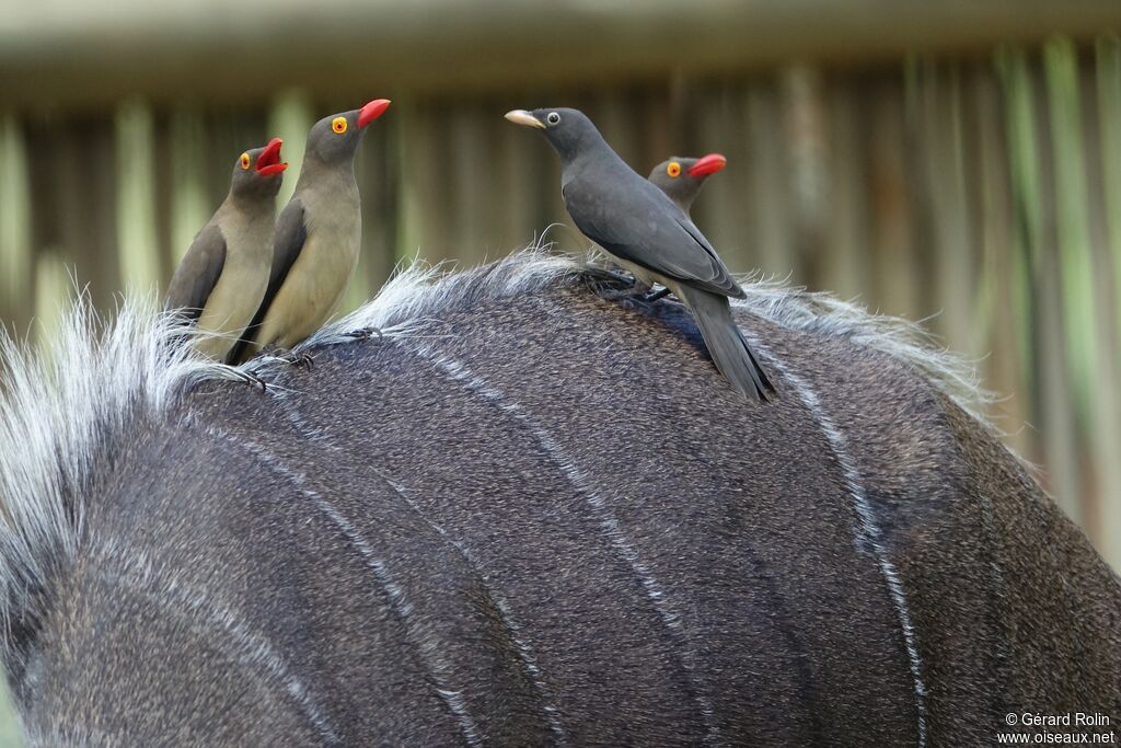 Red-billed Oxpecker