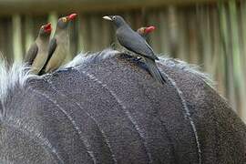 Red-billed Oxpecker