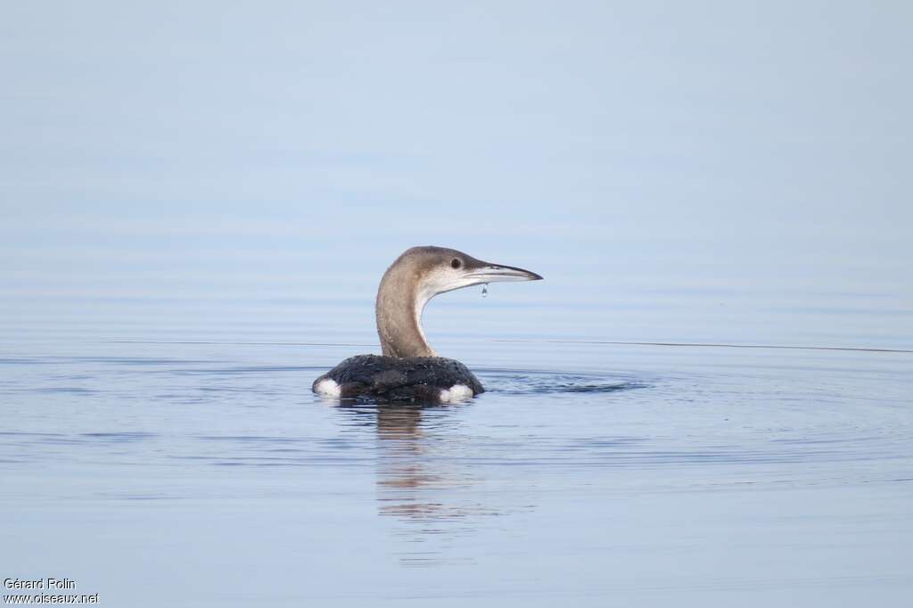 Plongeon arctique, pigmentation, Comportement