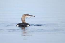 Black-throated Loon