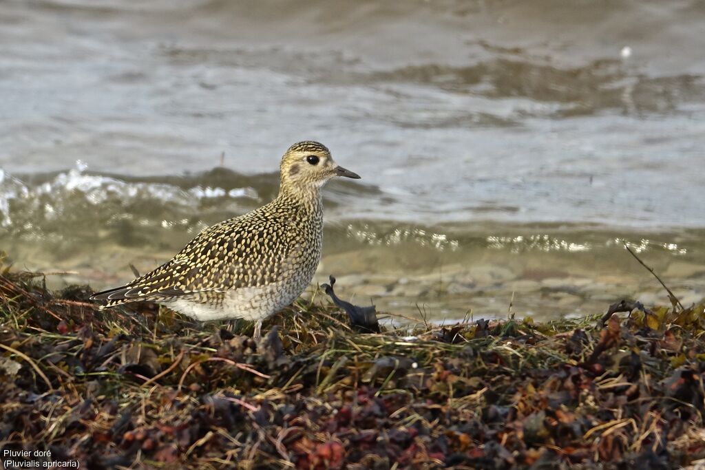 European Golden Plover