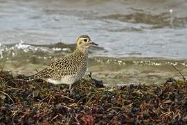 European Golden Plover