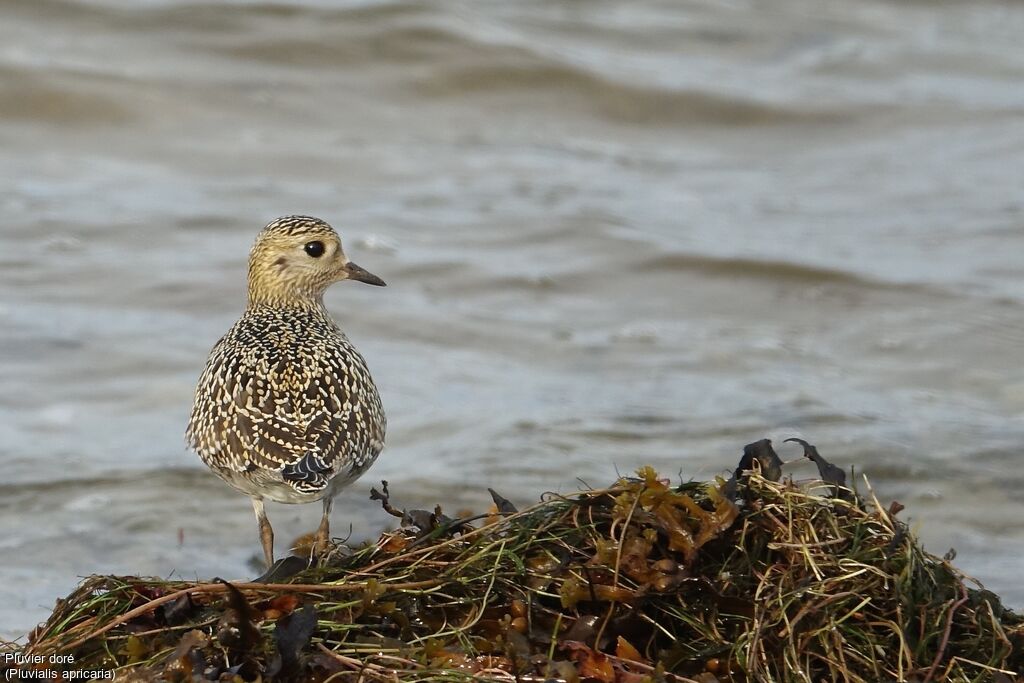 European Golden Plover