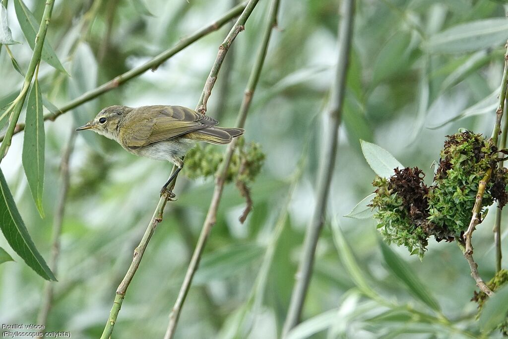 Common Chiffchaff