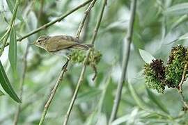 Common Chiffchaff