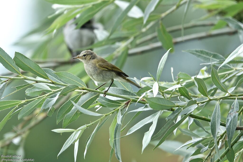 Common Chiffchaff