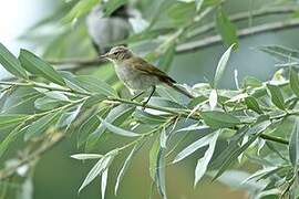 Common Chiffchaff