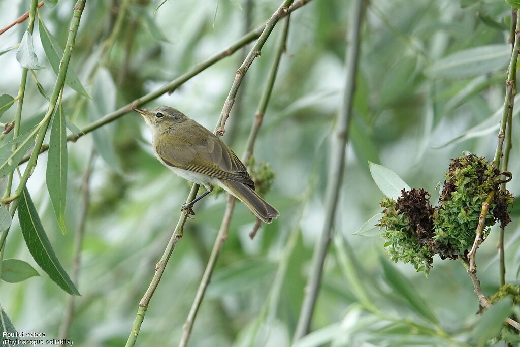 Common Chiffchaff