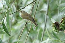 Common Chiffchaff