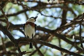 Pygmy Batis